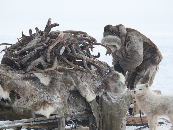 Nomadic Dolgan reindeer herder, Anabar District, Arctic Yakutia