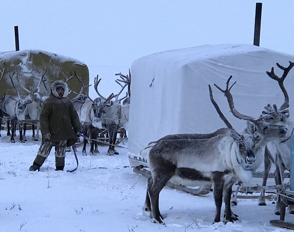 Dolgan nomads giving their reindeer a break during a migration near the border between Taymyr and Yakutia's Anabar District, Arctic Siberia