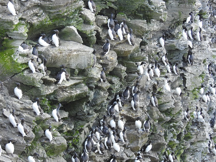 A few of the million birds that nest on Preobrazheniya Island's cliffs, Anabar District, Arctic Yakutia