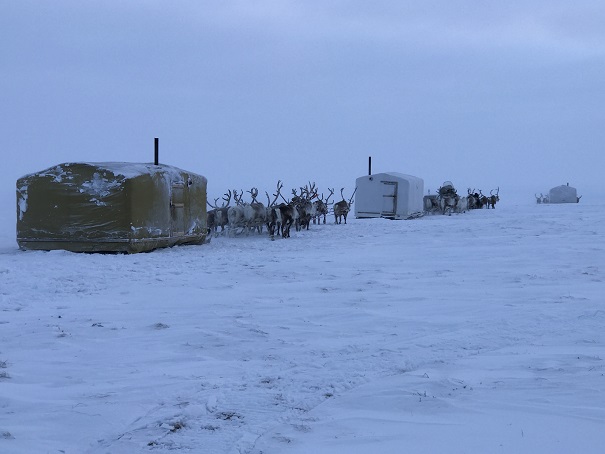 Nomadic Dolgan reindeer herders migrating in the tundra between the Taymyr Peninsula and Anabar District of Arctic Yakutia