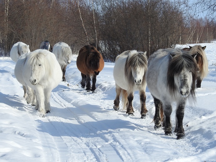 Yakut horses in Khangals District, Yakutia