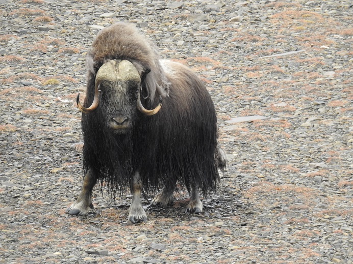 Muskox at Tsvetkova Point, Taymyr Peninsula, Arctic Siberia