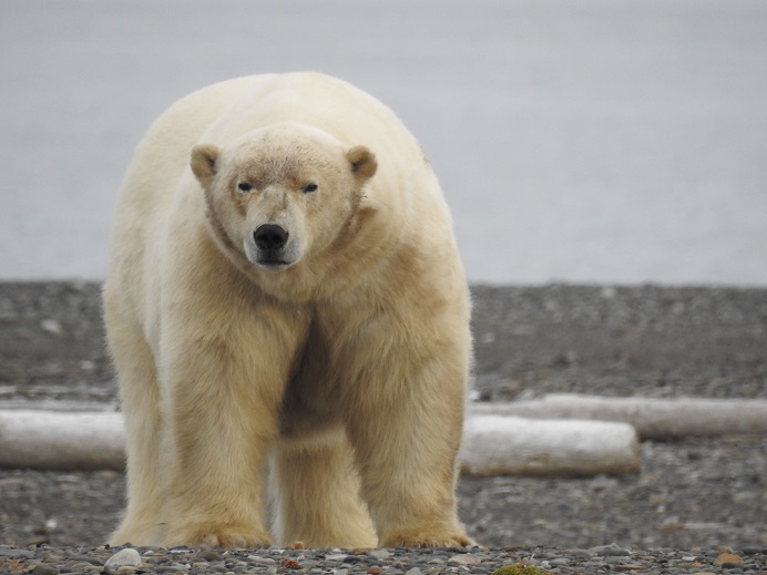 Polar bear on Preobrazheniya Island, Anabar District, Arctic Yakutia