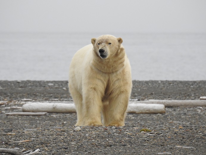 A Polar bear at Tsvetkova Point on the Taymyr Peninsula, Arctic Siberia