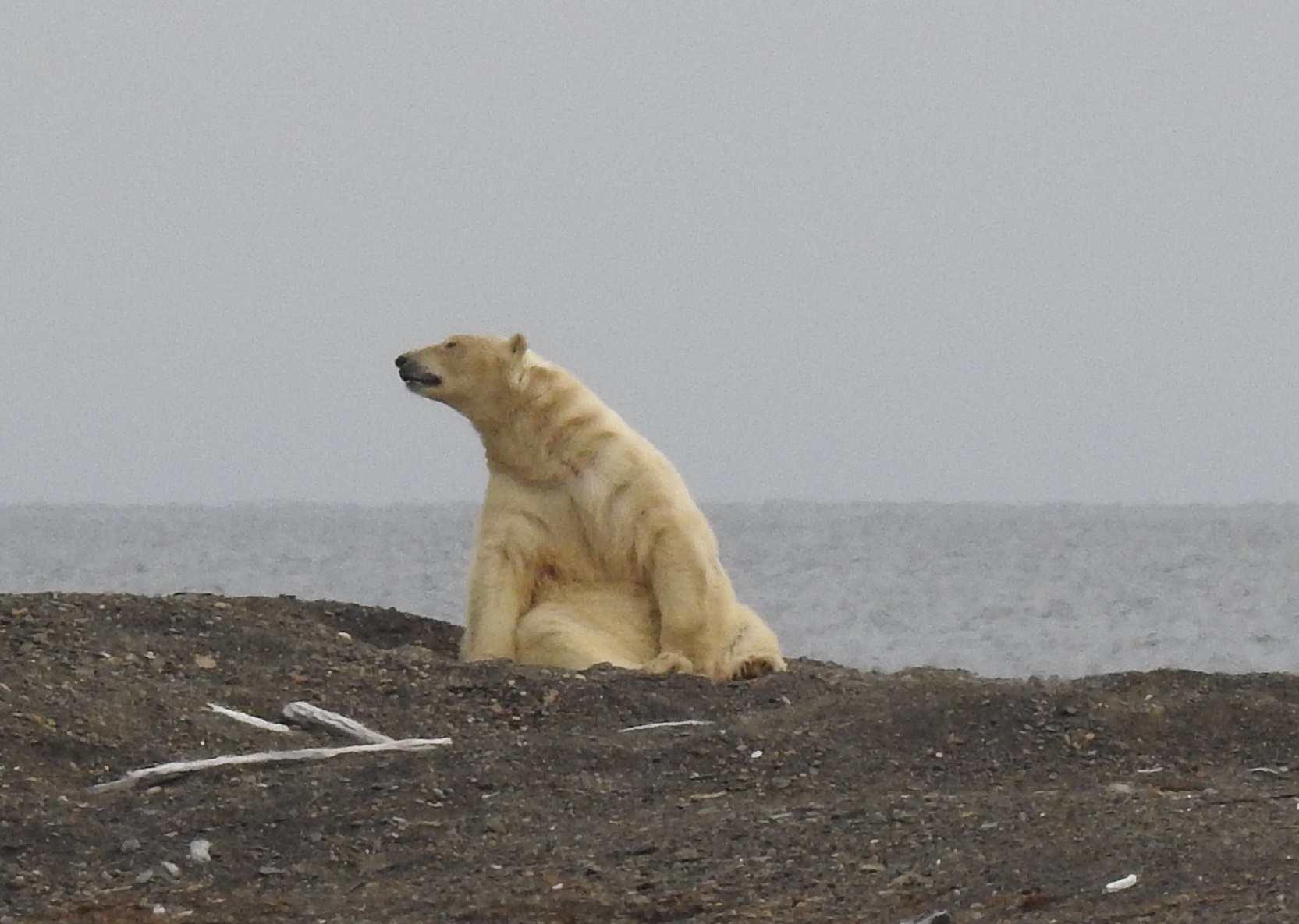 Polar bear on Preobrazheniya Island, Anabar District, Arctic Yakutia