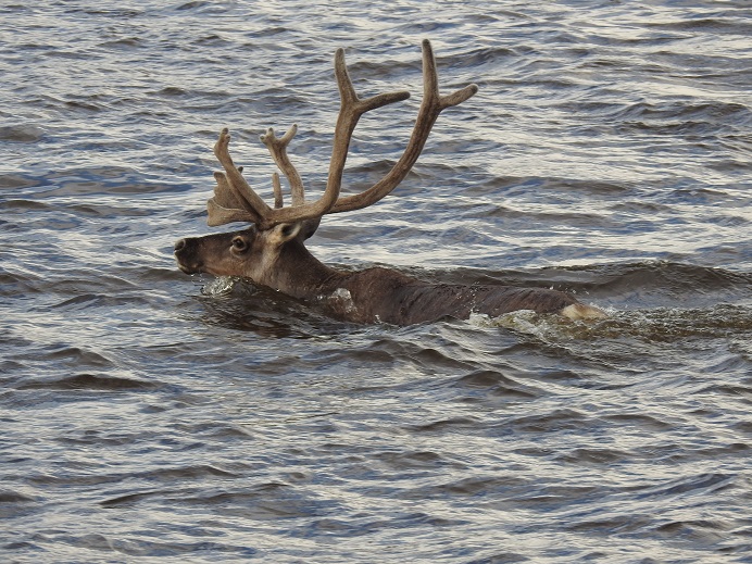 Reindeer migrating across the Khatanga River, Taymyr, Arctic Siberia