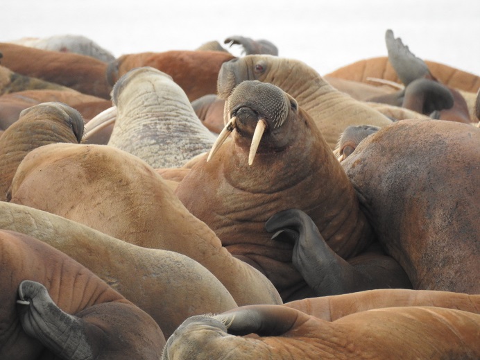 Walrus rookery on Preobrazheniya Island, Anabar District, Arctic Yakutia