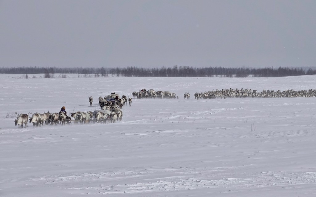 Nomadic Nenets reindeer herders migrating on Arctic Siberia's Yamal Peninsula