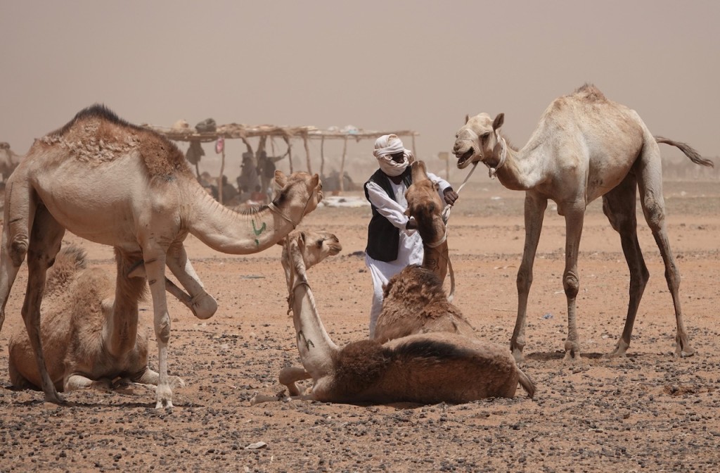 Camel market in the desert outside Omdurman