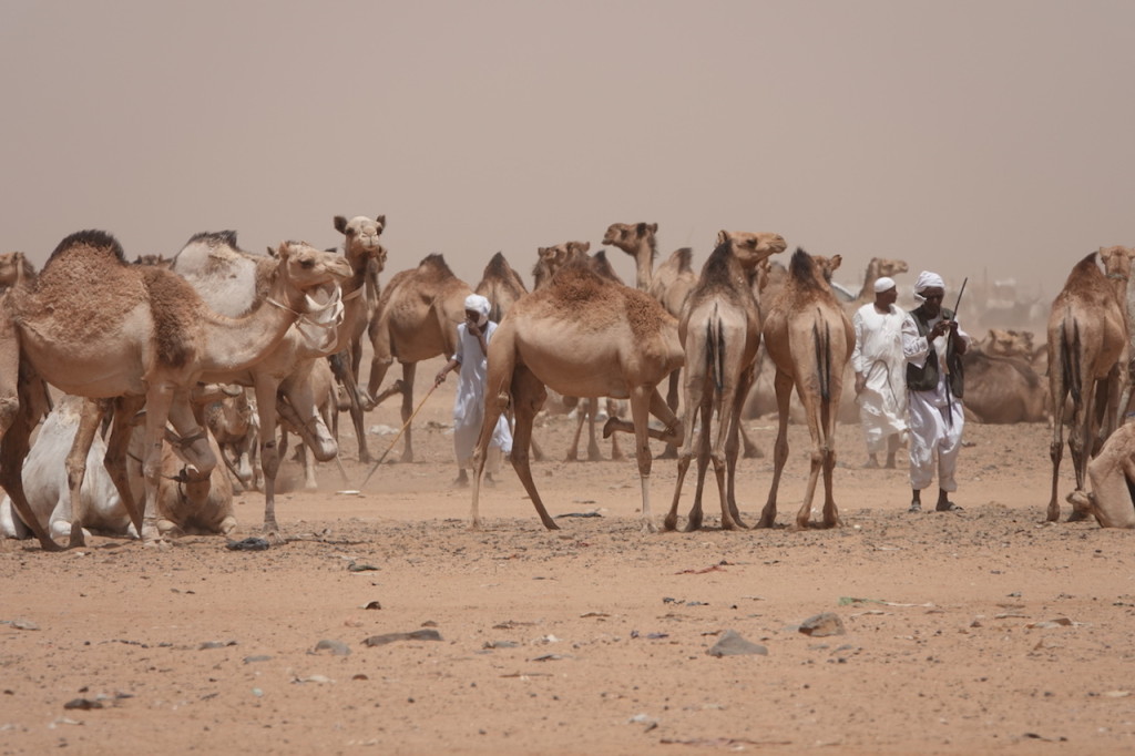 Camel market in the desert outside Omdurman