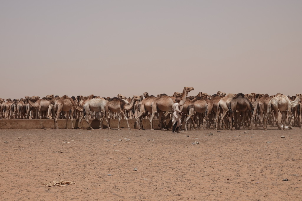 Camel market in the desert outside Omdurman