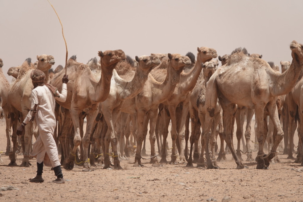 Camel market in the desert outside Omdurman