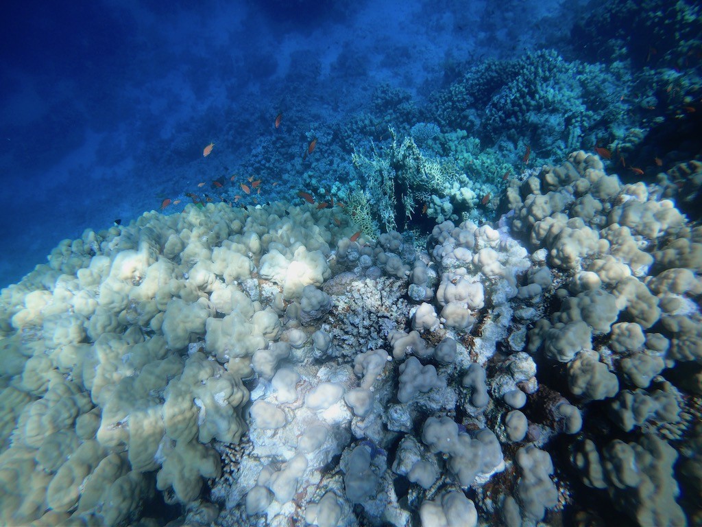 Coral near El Fanar, Sharm el Sheikh