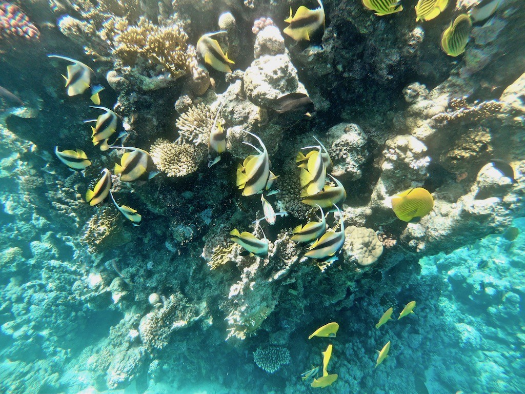 Snorkeling at Tiran Island, Saudi Arabia, accessed from Sharm el Sheikh