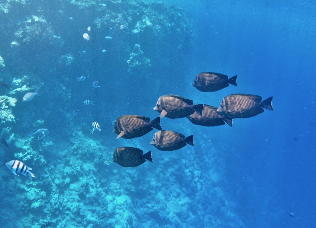 Snorkeling off the beach in Sharm el Sheikh