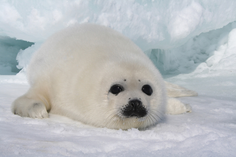 White Baikal seal